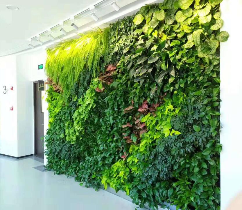 植物墙